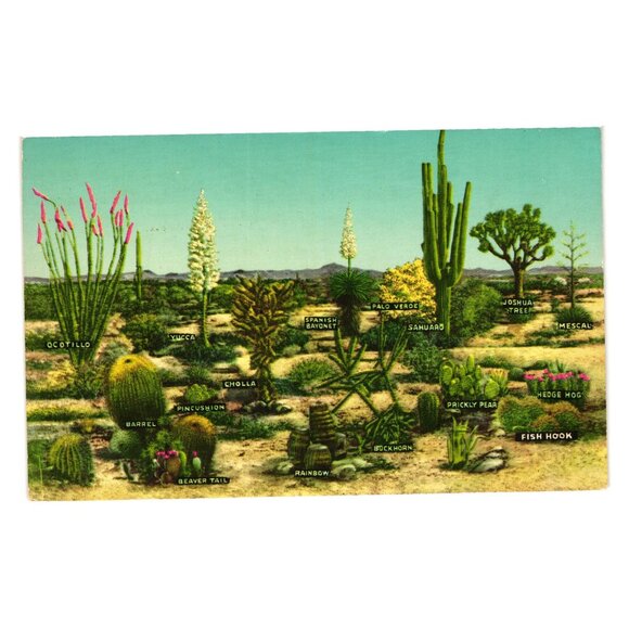 Varieties Of Desert Vegetation Postcard Western Publishing J35 Los Angeles CA - Picture 1 of 2